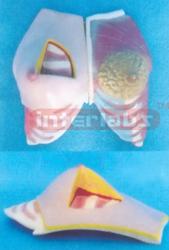 DECOMPOSED TOOTH MODEL FOR ODONTOPATHY' S COMPREHENSIVE PATHOLOGY